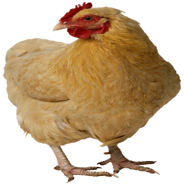 poulet.png